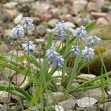 View full-size image Pseudomuscari coeleste