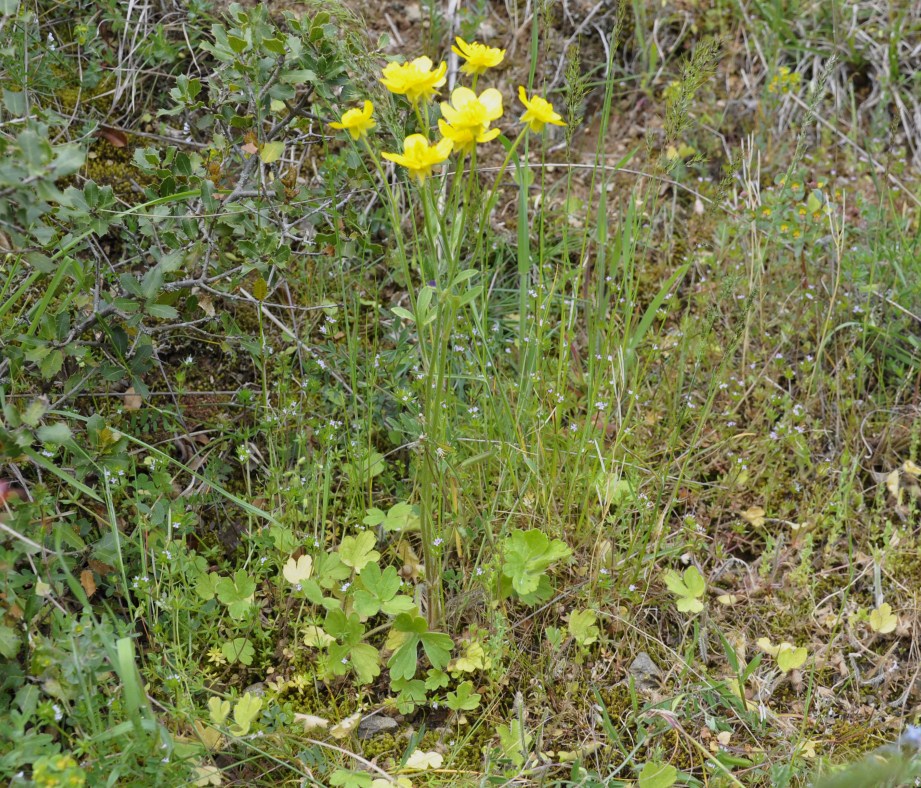 Image of genus Ranunculus specimen.