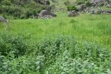 View full-size image Mentha longifolia