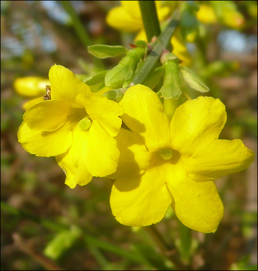 Image of Jasminum nudiflorum specimen.