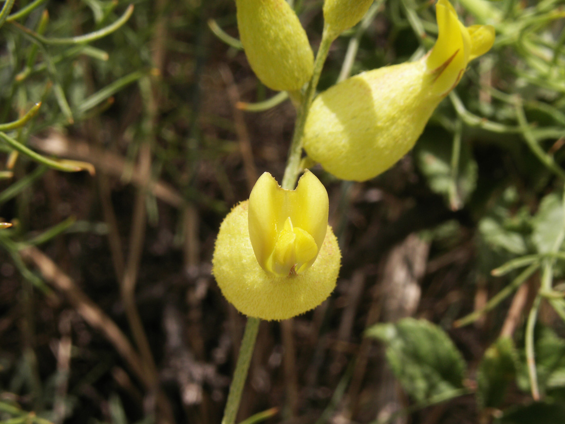 Изображение особи Astragalus xanthomeloides.