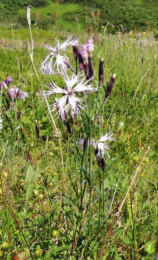 Изображение особи Dianthus superbus.