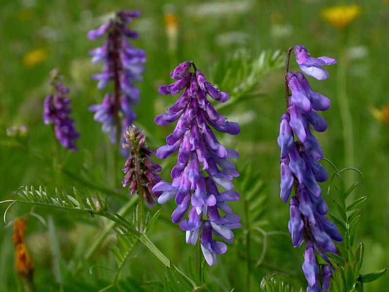 Image of Vicia cracca specimen.