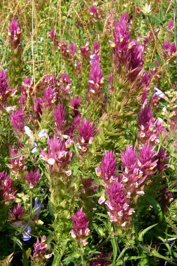 Image of Melampyrum arvense specimen.