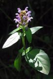 Prunella vulgaris