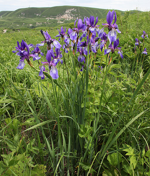 Image of Iris sibirica specimen.