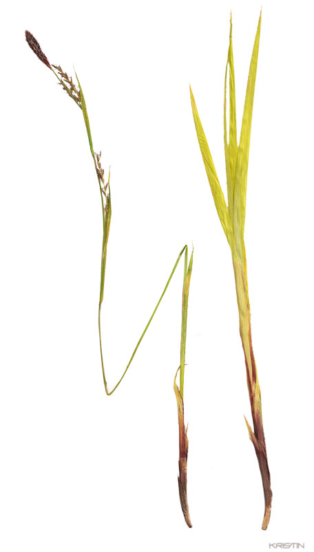 Image of Carex pilosa specimen.