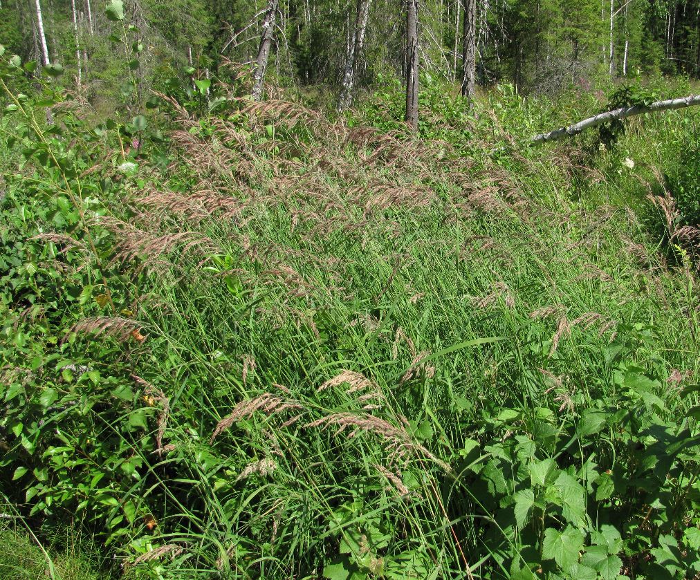 Изображение особи Calamagrostis langsdorffii.