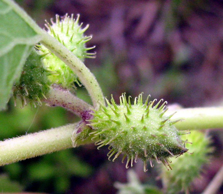 Image of Xanthium strumarium specimen.