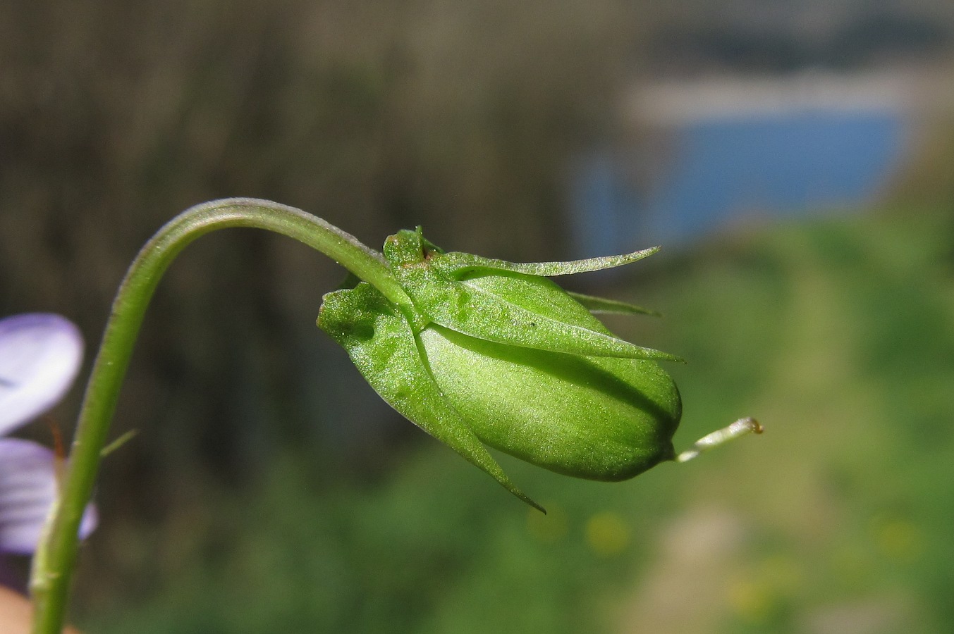 Image of genus Viola specimen.