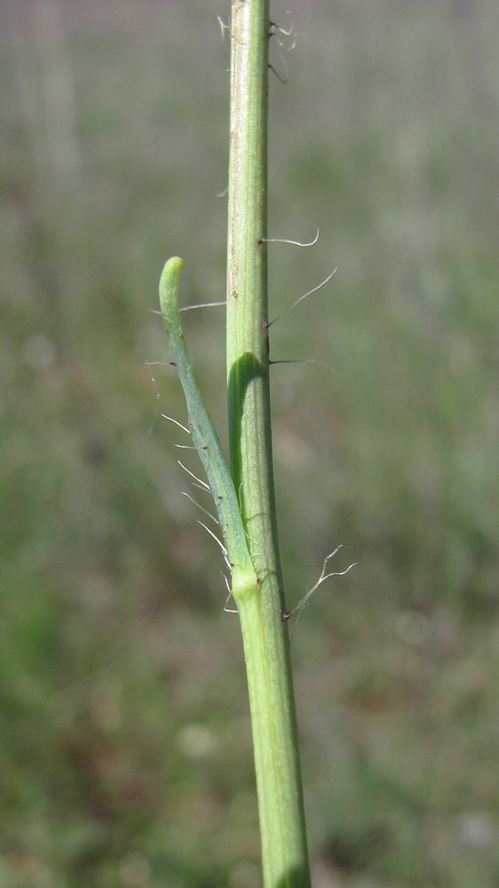 Image of genus Hieracium specimen.