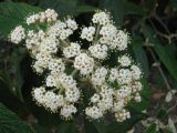 Viburnum rhytidophyllum. Соцветие. Крым, Ялта, в культуре. 1 мая 2012 г.