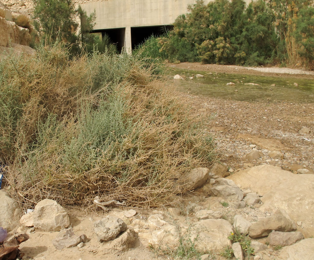 Image of Salsola cyclophylla specimen.