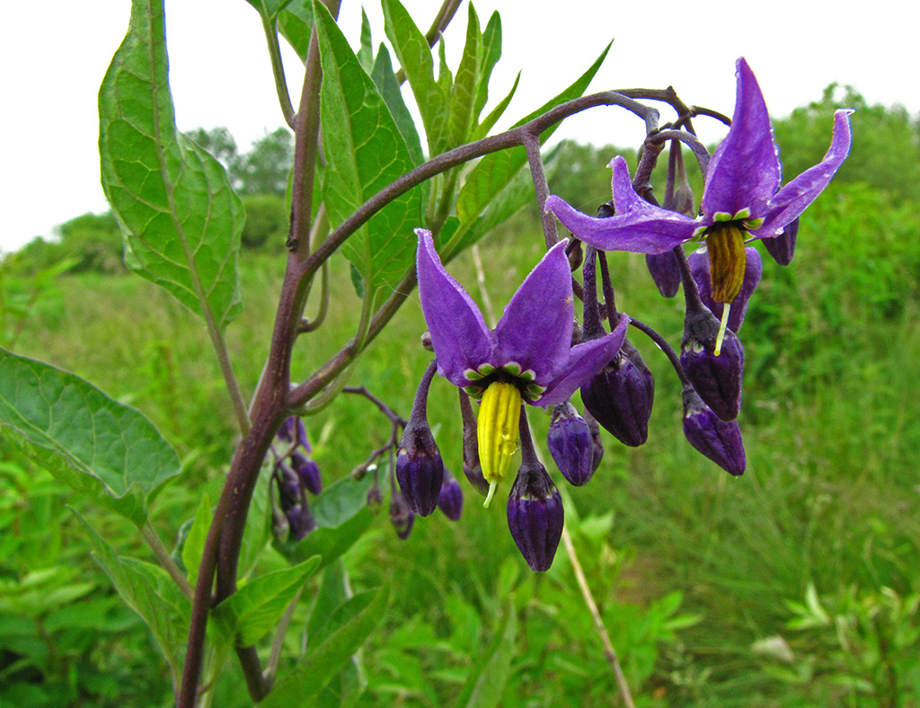 Изображение особи Solanum dulcamara.