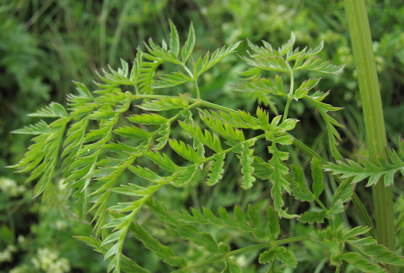 Изображение особи Anthriscus sylvestris.