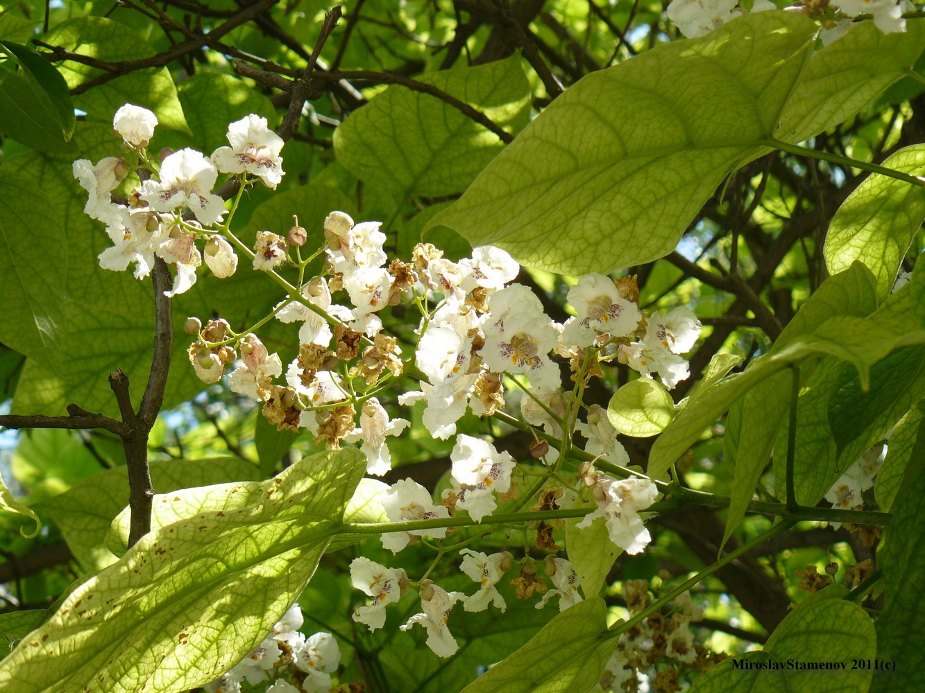 Image of Catalpa bignonioides specimen.