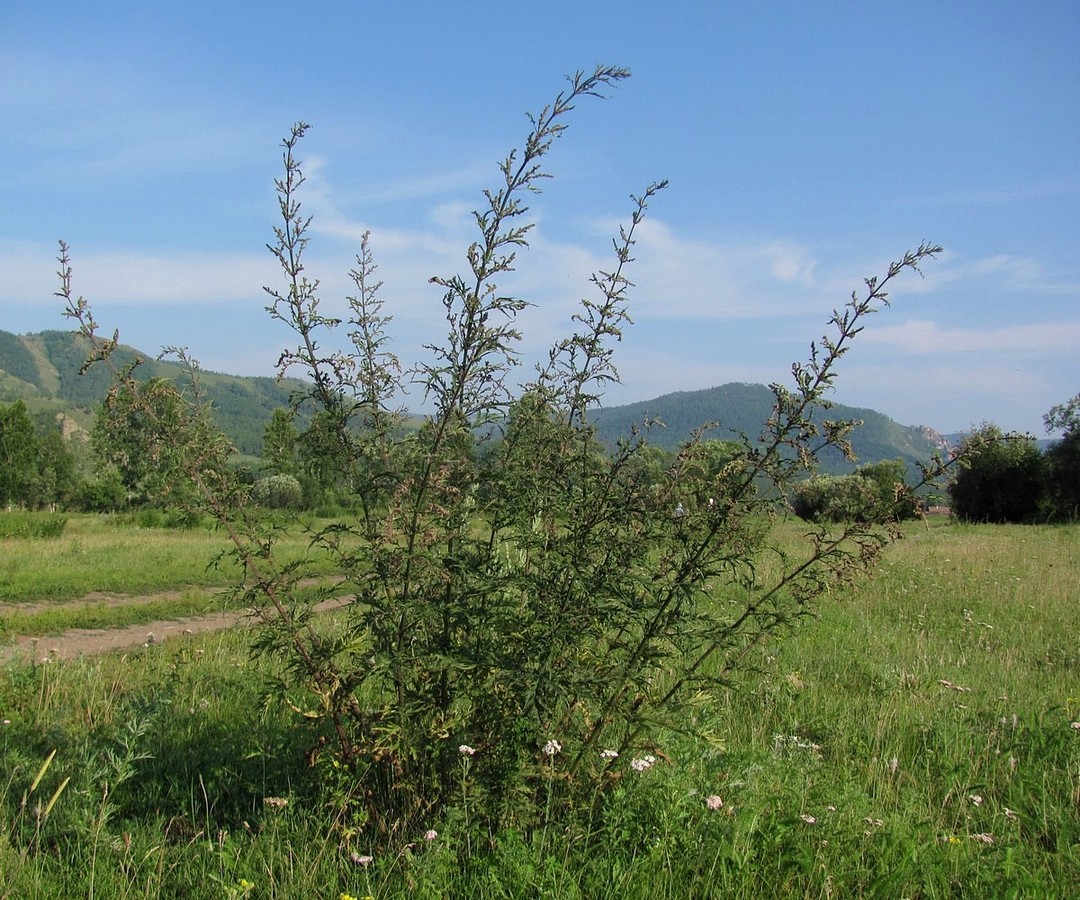 Image of Urtica cannabina specimen.