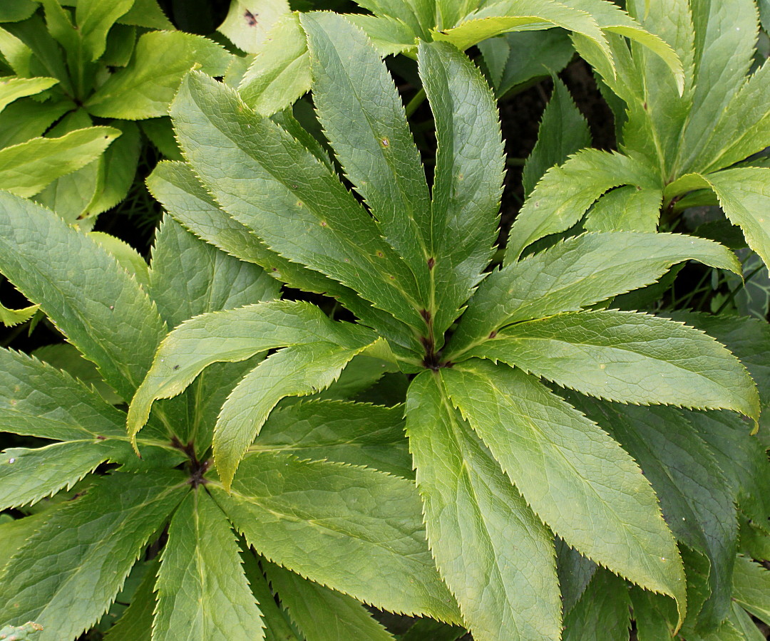 Image of Helleborus caucasicus specimen.