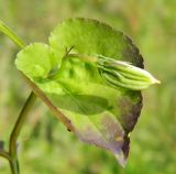 Viola mirabilis. Побег с листом и плодом. Подмосковье, окр. г. Одинцово, лесная просека. Сентябрь 2012 г.