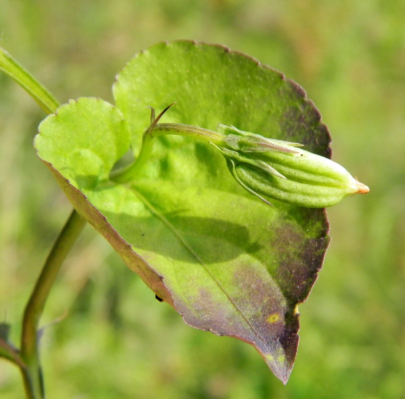 Image of Viola mirabilis specimen.