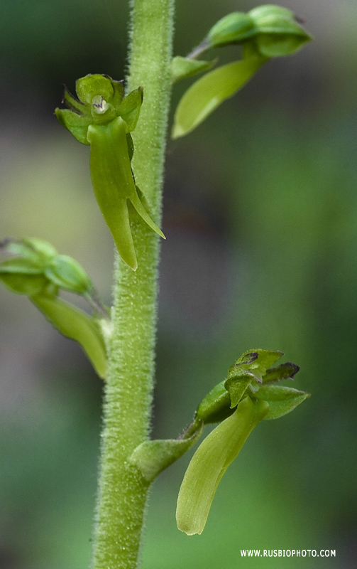 Image of Listera ovata specimen.