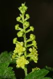 Ribes alpinum