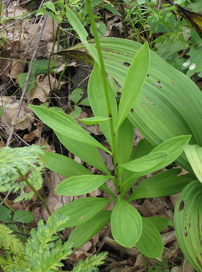 Image of Lilium pilosiusculum specimen.