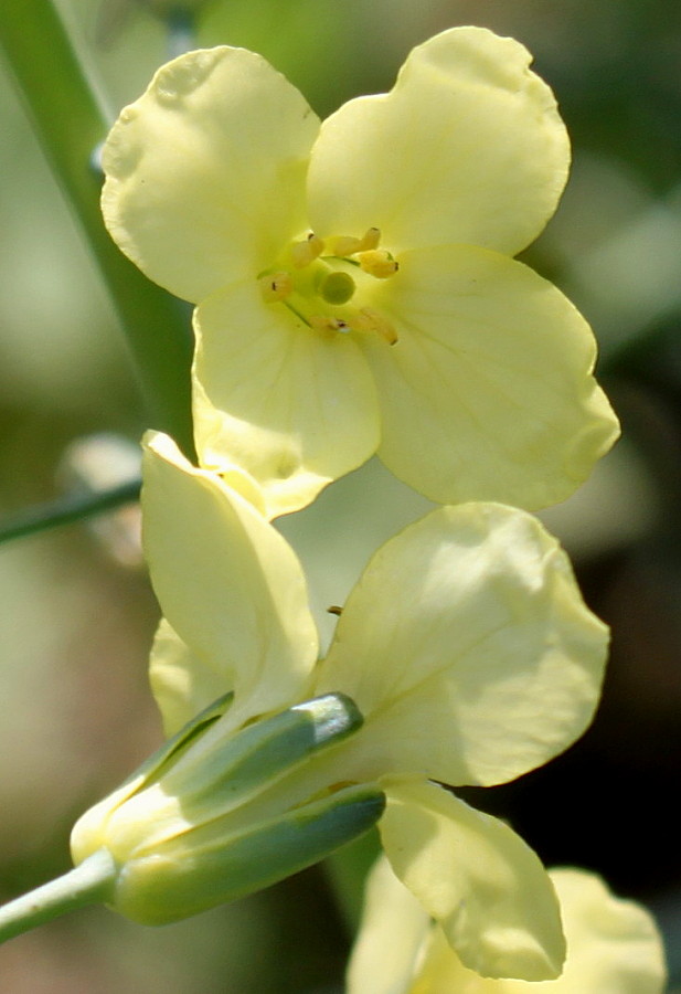 Изображение особи Brassica oleracea.