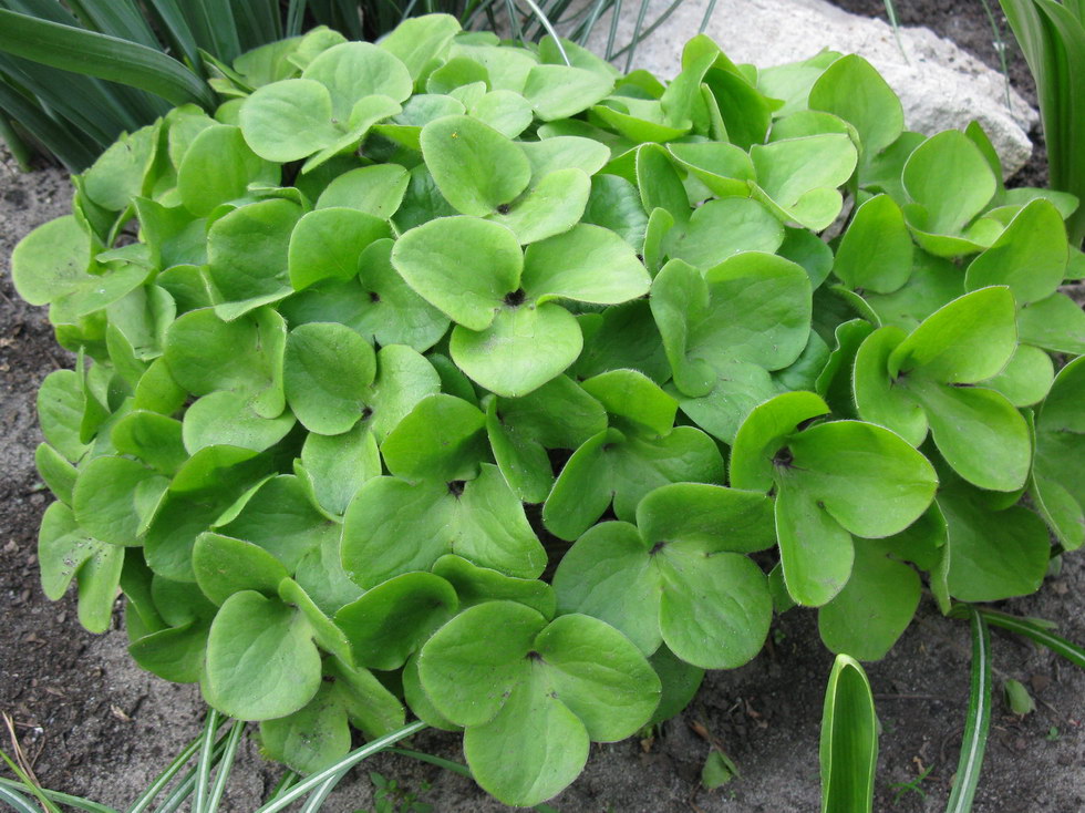 Image of Hepatica nobilis specimen.