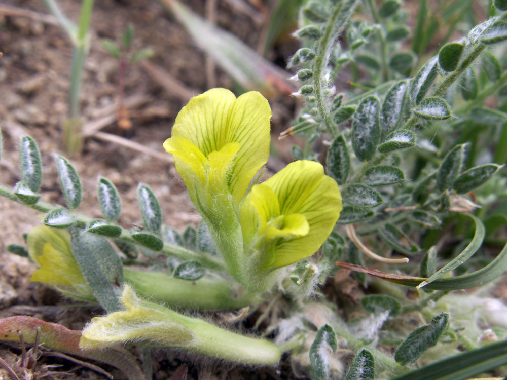 Image of Astragalus floccosifolius specimen.