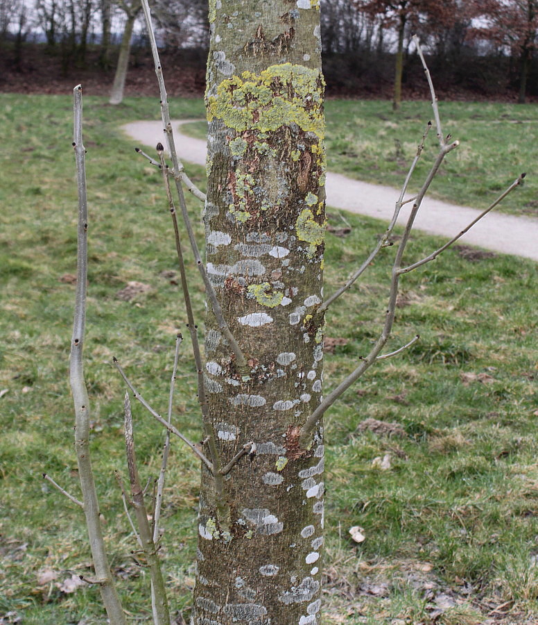 Image of Fraxinus excelsior specimen.