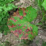 Tussilago farfara. Лист, поражённый ржавчинным грибом Puccinia poarum (Пукциния мятликовая). Архангельская обл., Вельский р-н, рудеральное местообитание. 07.07.2011.