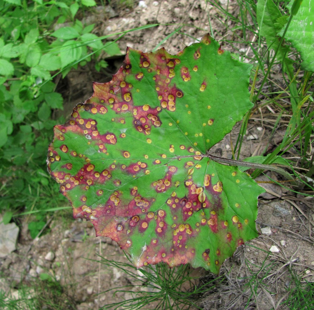 Image of Tussilago farfara specimen.