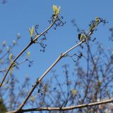 Callicarpa dichotoma. Веточки с развивающимися побегами и остатками соплодий. Германия, г. Krefeld, ботанический сад. 20.04.2013.