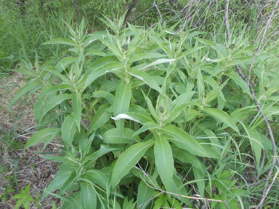 Изображение особи Cirsium helenioides.