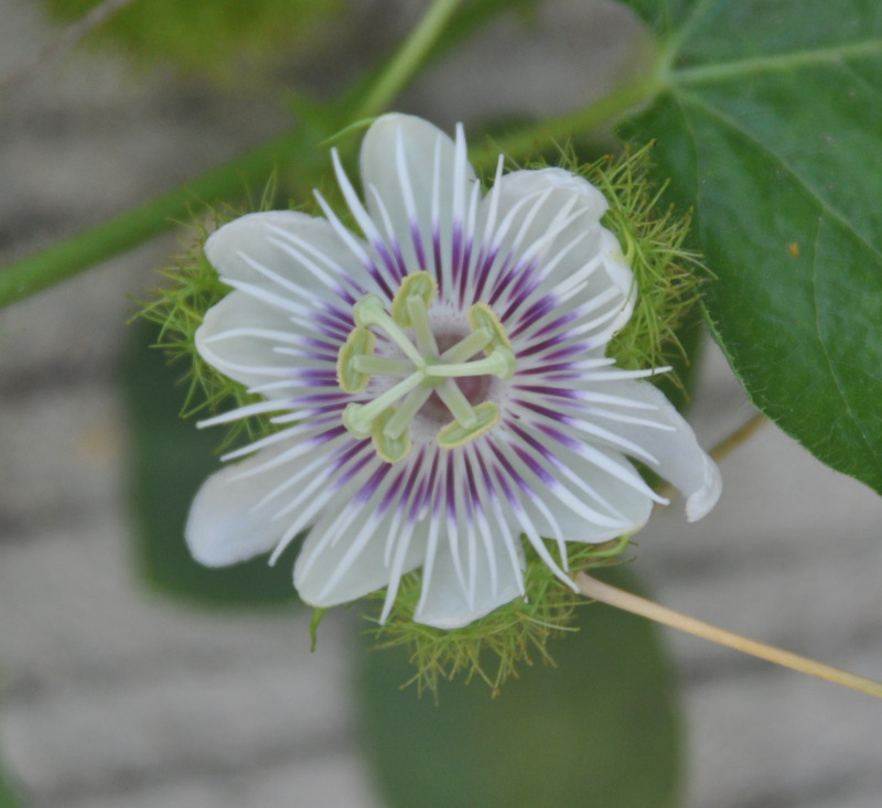 Image of Passiflora foetida specimen.