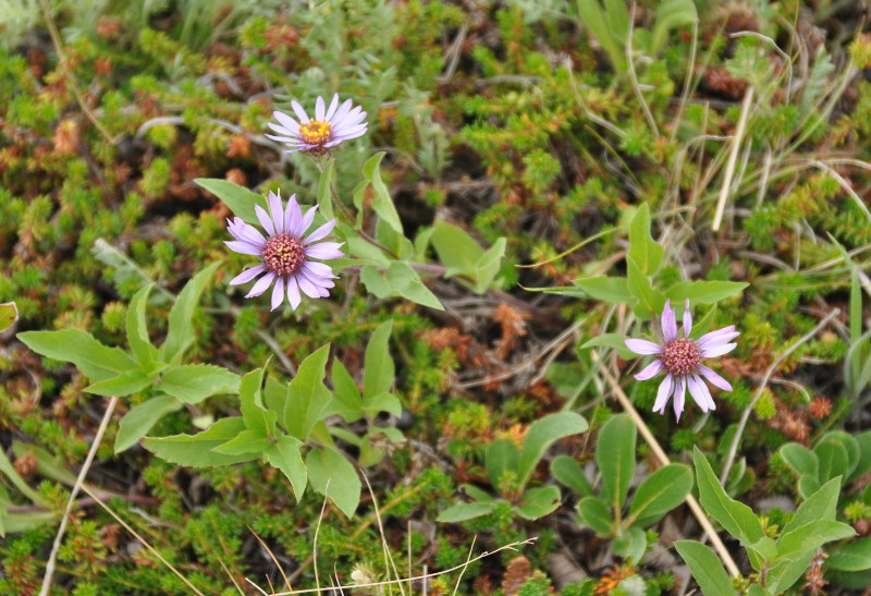 Изображение особи Aster sibiricus.