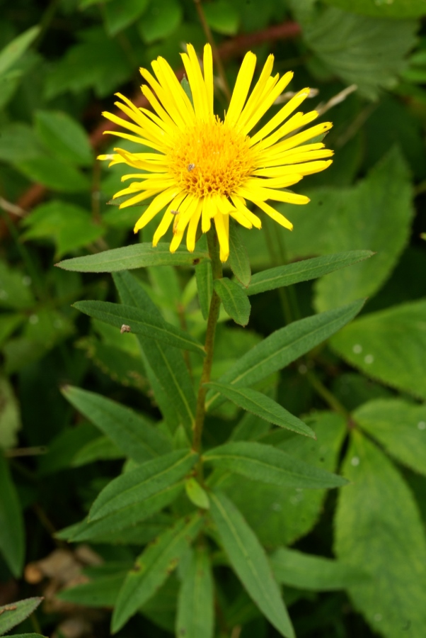 Image of Inula salicina specimen.