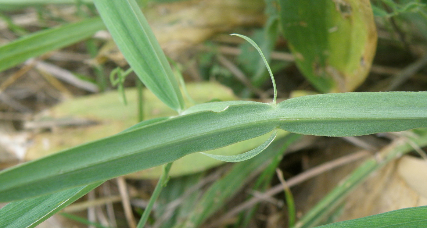 Image of Lathyrus sylvestris specimen.