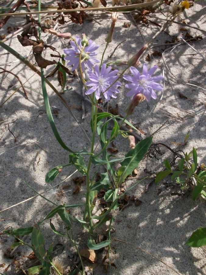 Изображение особи Lactuca tatarica.