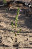 Ziziphora tenuior. Цветущее растение. Южный Казахстан, восточная граница пустыни Кызылкум. 04.05.2013.