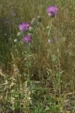 Centaurea apiculata. Цветущее растение. Крым, окр. Белогорска. 23 июня 2009 г.