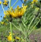 Hieracium vulgatum. Соцветия. Окр. Архангельска, рудеральное местообитание. 01.07.2012.