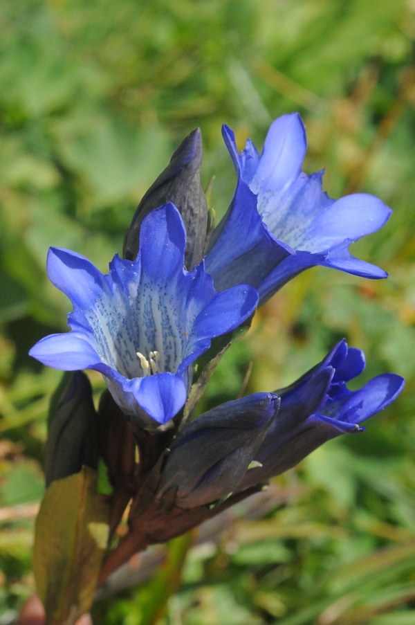 Image of Gentiana kaufmanniana specimen.