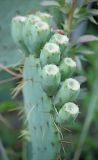 Opuntia discata