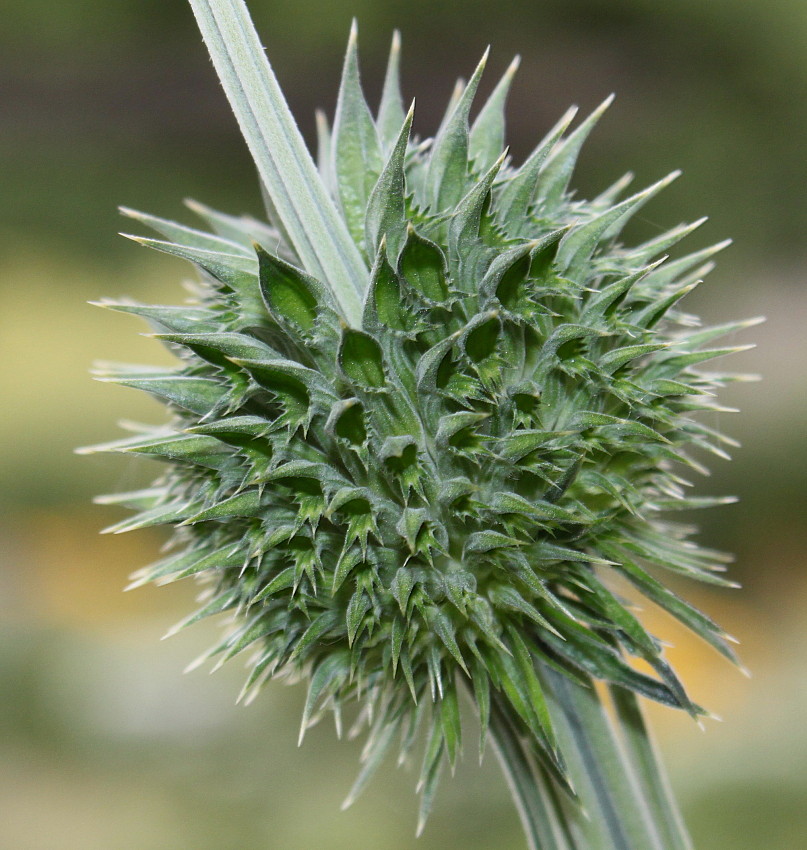 Image of Leonotis leonurus specimen.