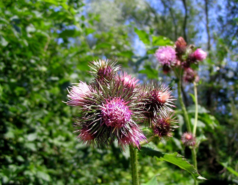 Изображение особи Carduus bicolorifolius.