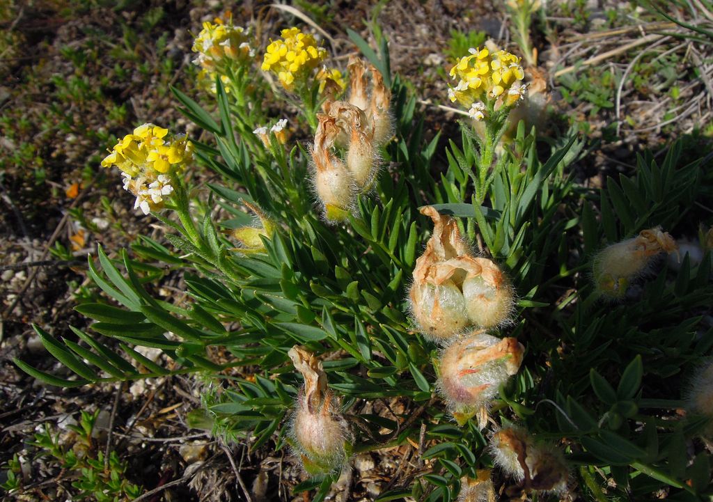 Image of Oxytropis nuda specimen.