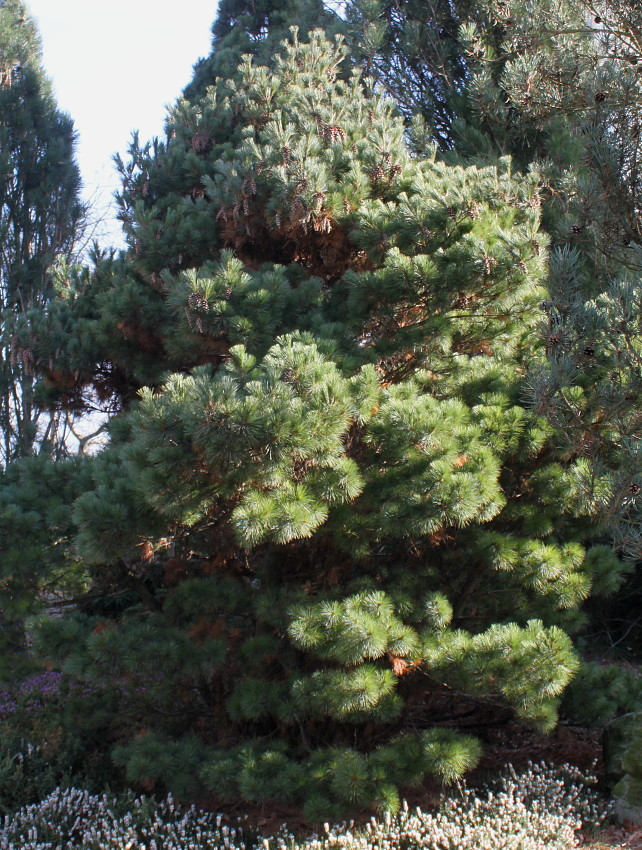 Image of Pinus strobus specimen.