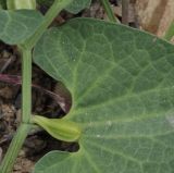 Aristolochia lutea. Часть побега с плодом. Греция, Халкидики. 13.04.2014.